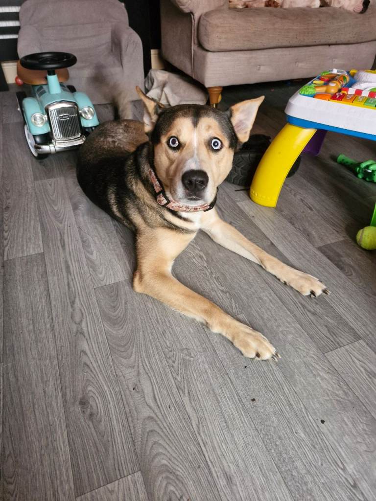 German Shepherd cross husky - wolfie 