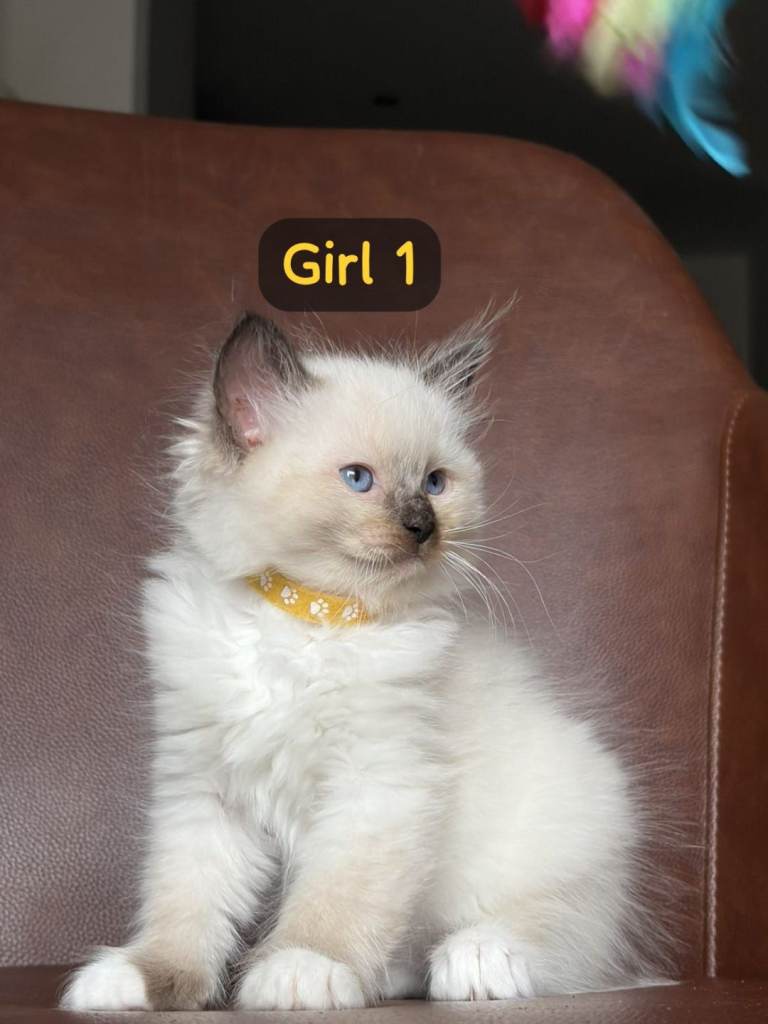 Ragdoll kittens for sale
