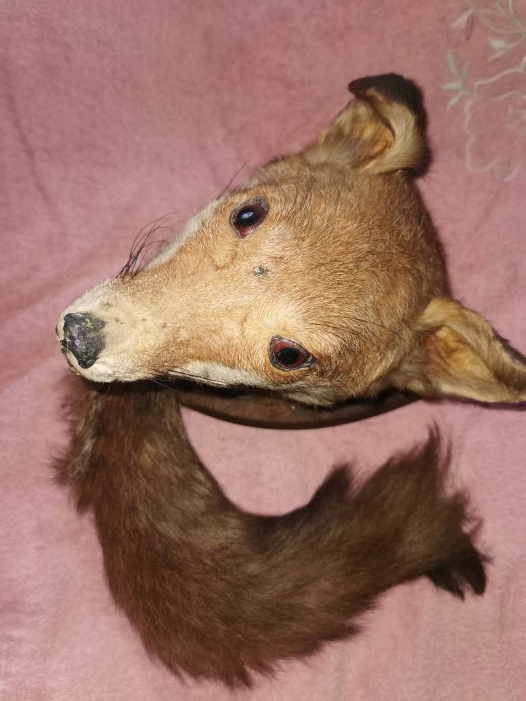Taxidermy fox and brush