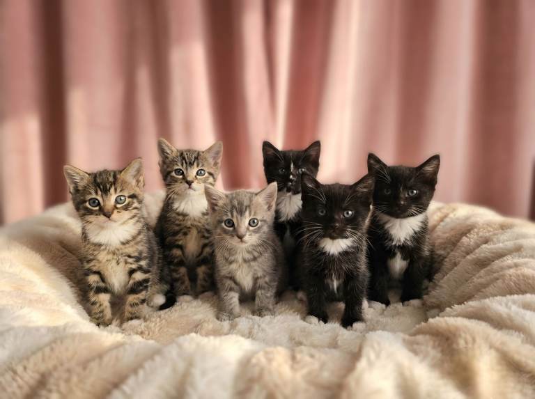 Adorable Kittens for Sale 🐾