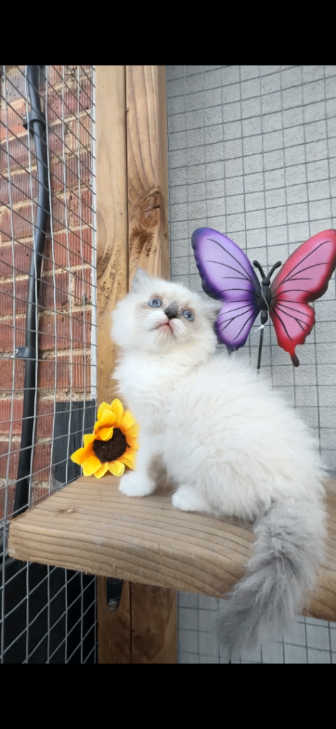 Full breed ragdoll kitten