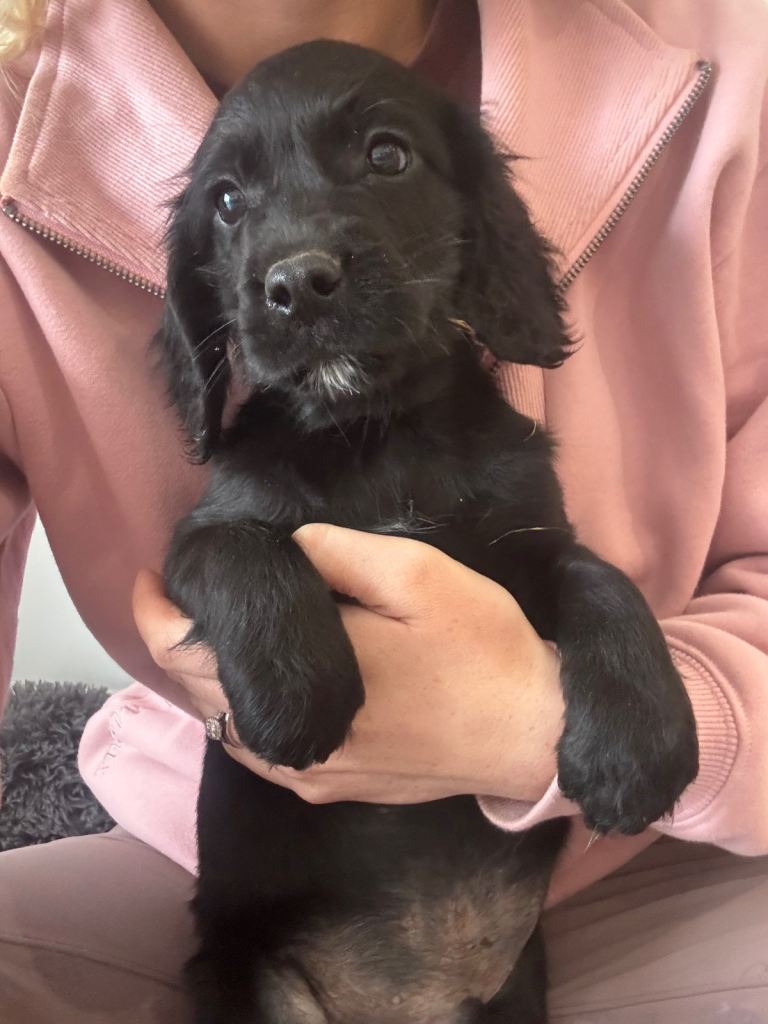 Gorgeous sprocker spaniel puppies 