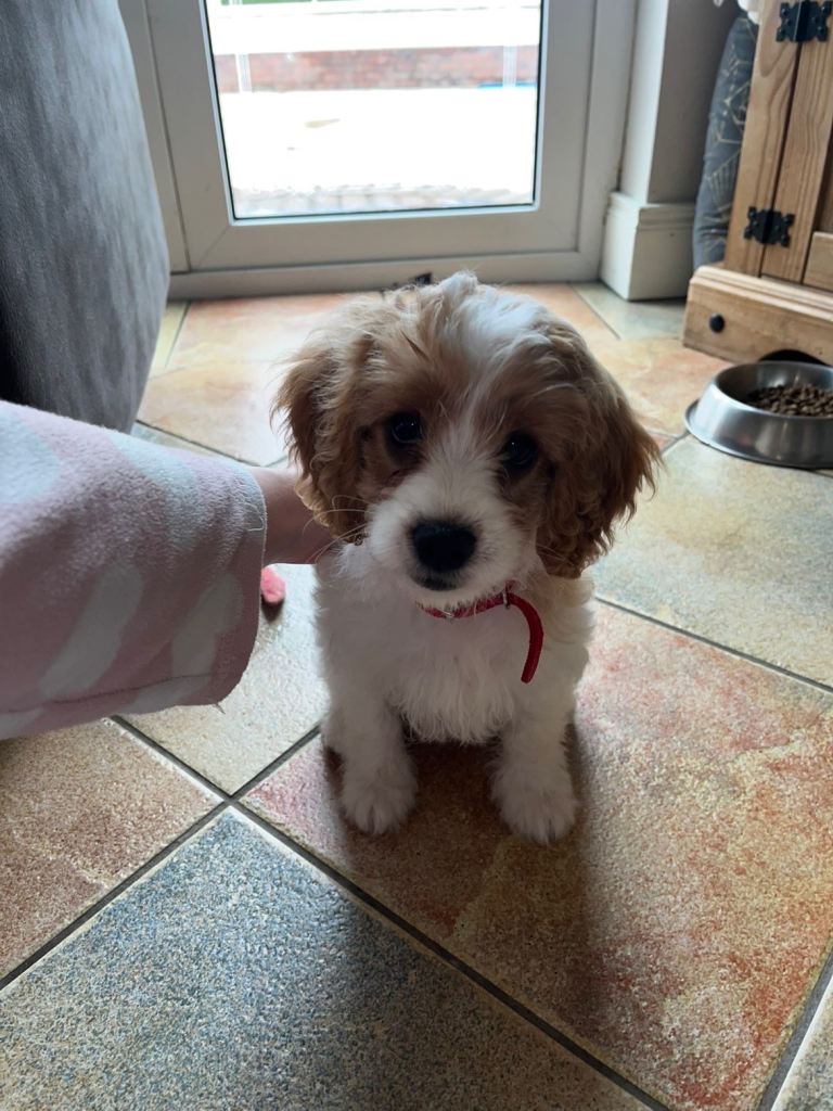 Cavapoo puppy