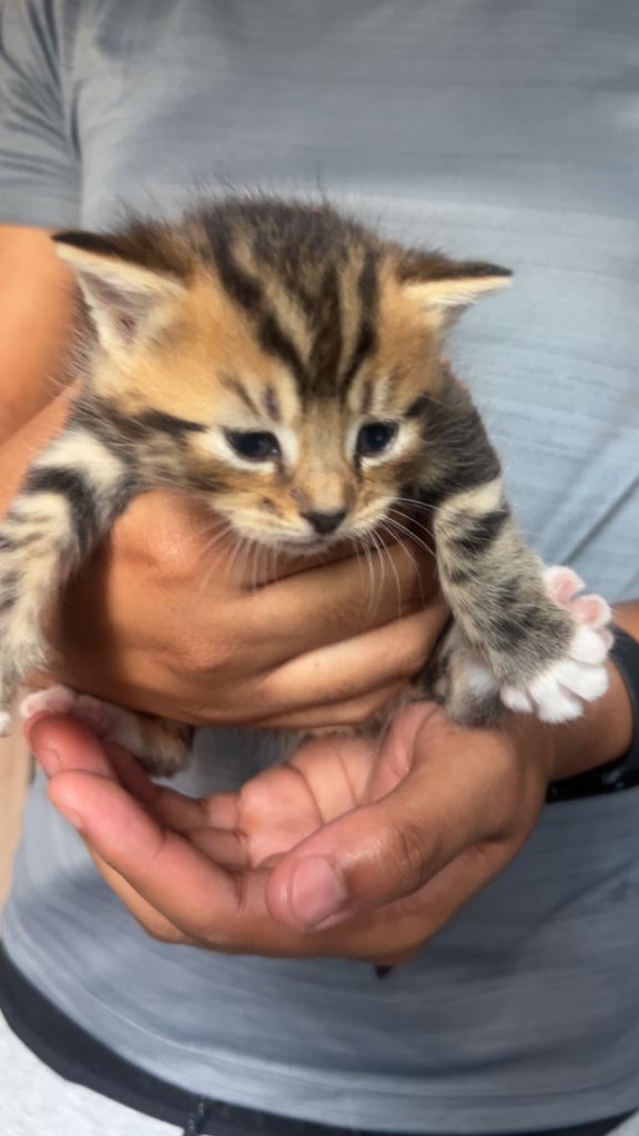Kittens for sale 