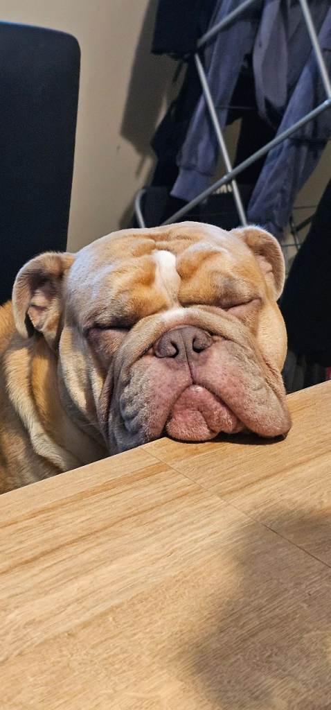 English bulldog