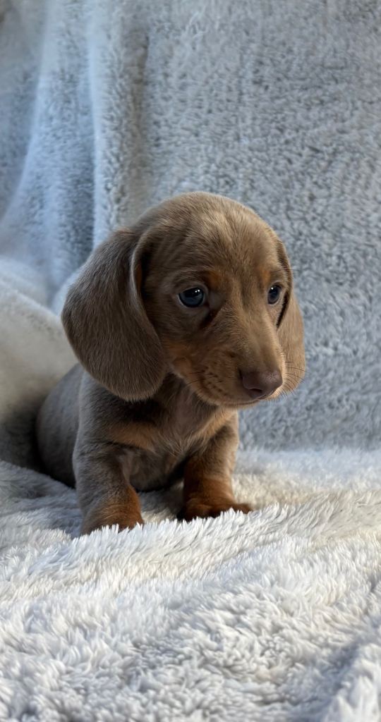 Miniature dachshund 