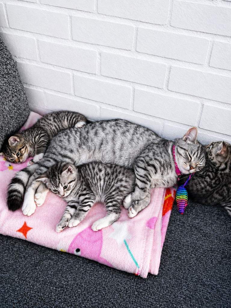 3 beautiful British Shorthair cross kittens – Ready for a New Home