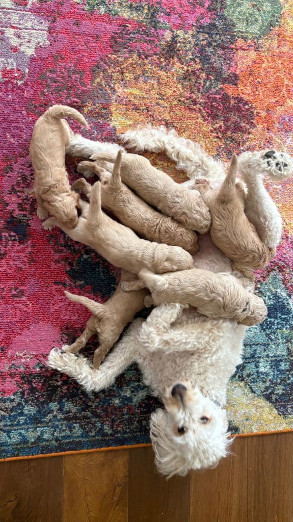 Golden doodle puppies from a loving home