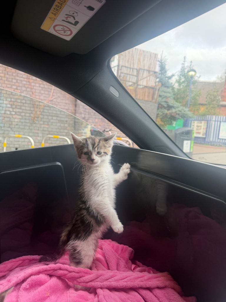 Adorable Tabby & White Kittens – Loving Home Wanted