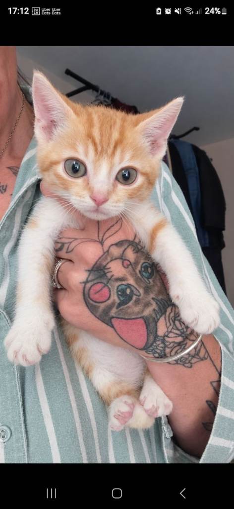1 ginger boy left 💫READY NOW💫 Gorgeous Snow bengal X selkirk rex 