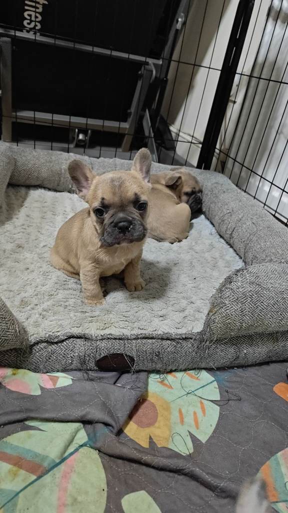 ❤️❤️Unique and beautiful French bulldogs puppies for sale 3 boys and 2 girls🩵🩵🩵