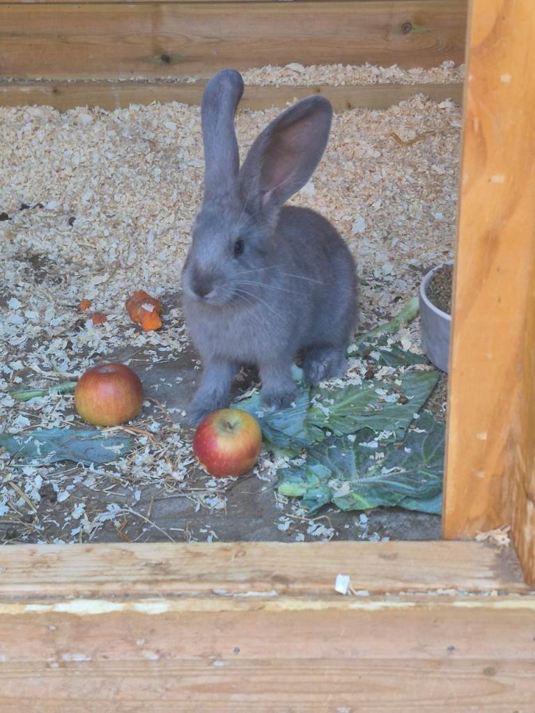 Pure giant continental rabbits 