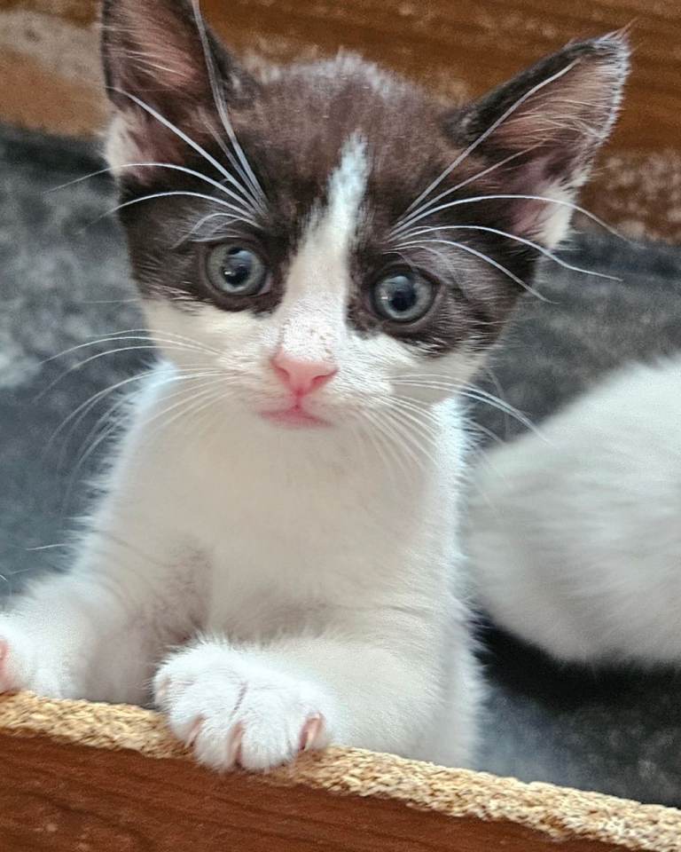 1 boy looking for new lovely home 🏡 