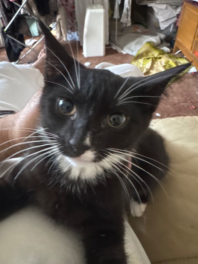 Kitten black and white 