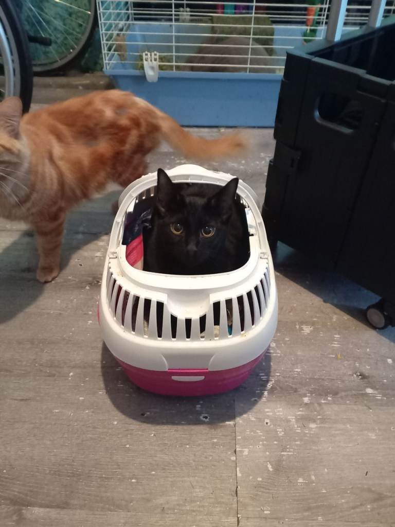 2 Handsome Boys