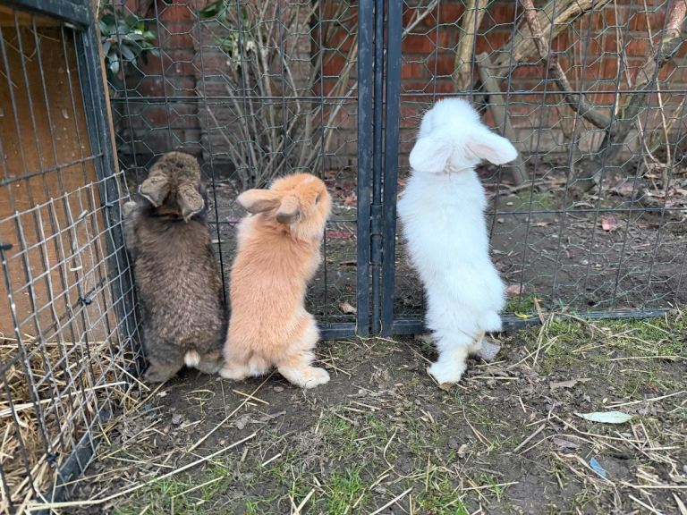 Baby bunnies  rabbit 