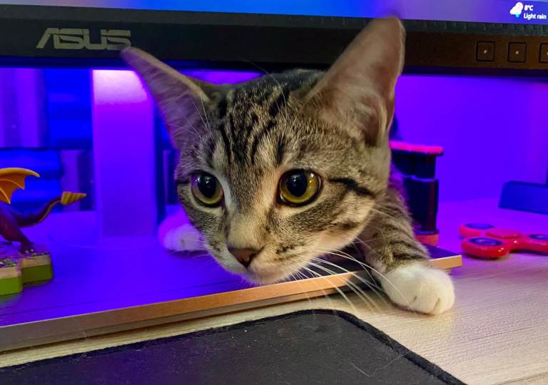 Adorable kitten needs a new home