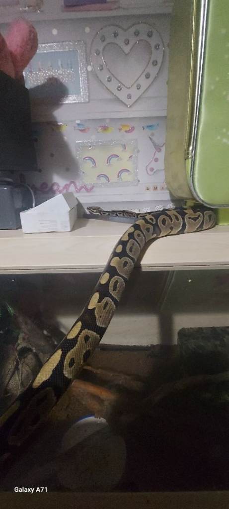 Royal /Ball python plus set up
