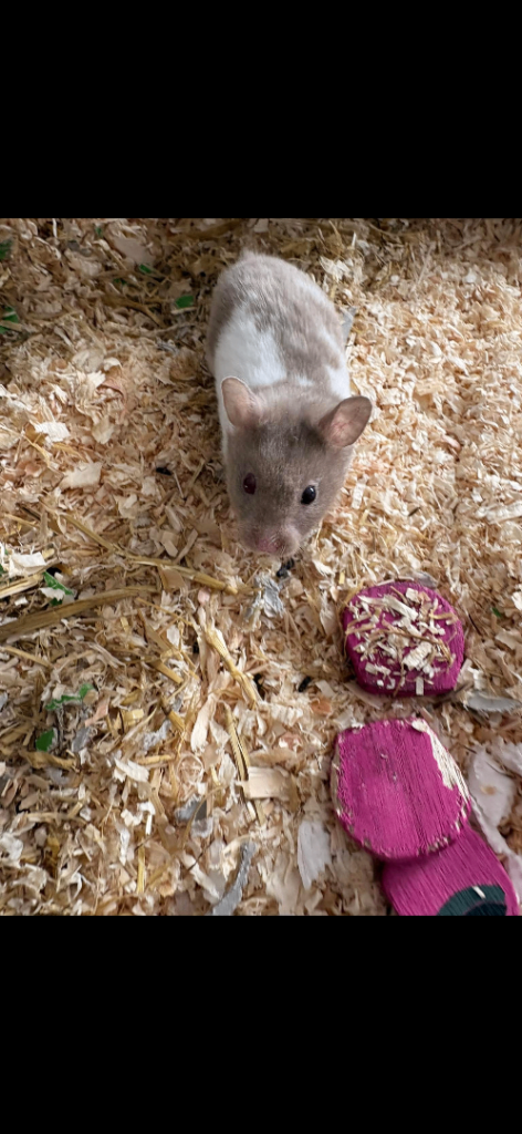 Male hamster
