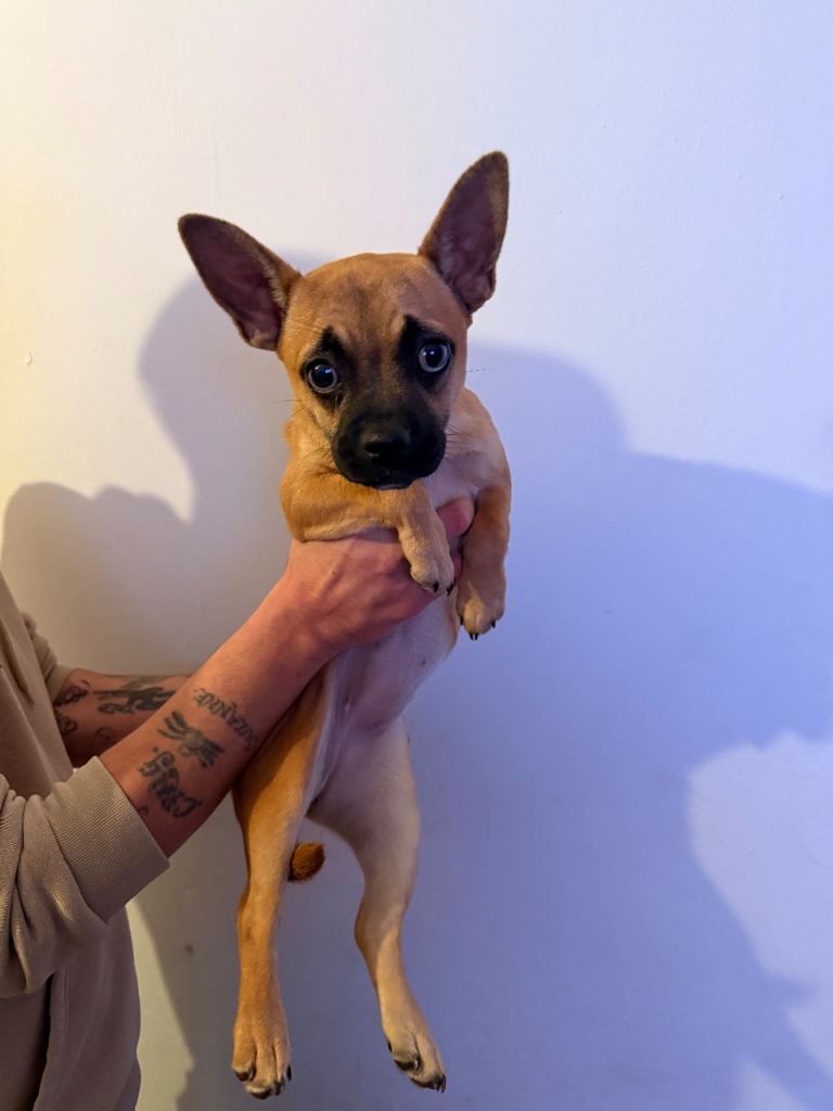 Chihuahua x Frenchie 