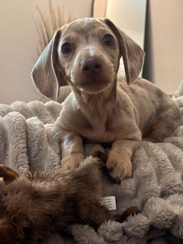 Miniature dachshund  Isabella dapple male 