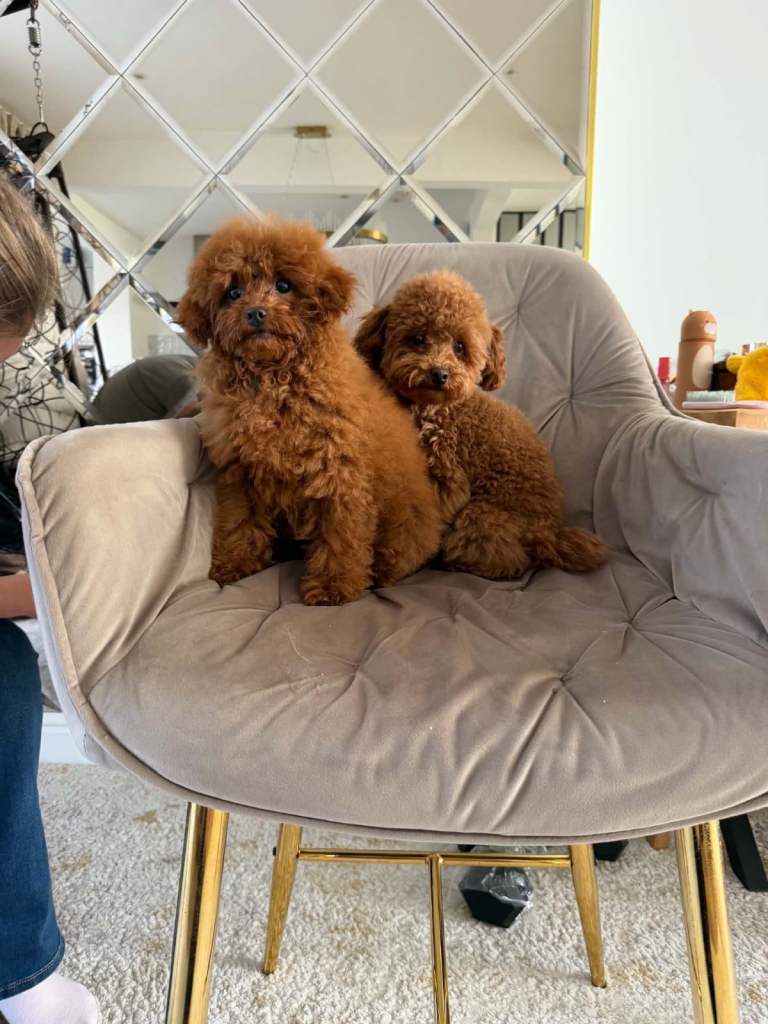 Two Adorable Toy Poodles – One Boy & One Girl Looking for Loving Homes