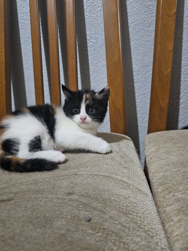 Kittens available from January 4th only