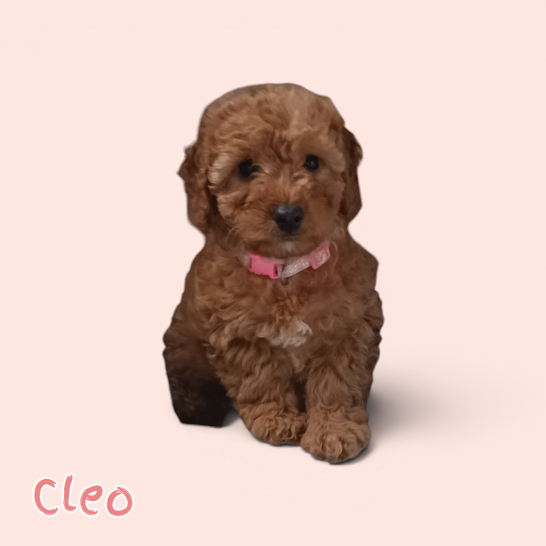 Cleo- Gorgeous F1b miniature cockapoo teddy bear female 