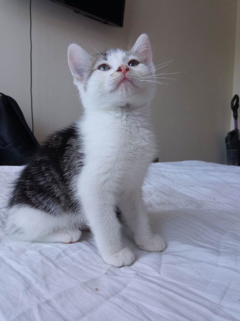 2 adorable male kittens looking for their forever homes