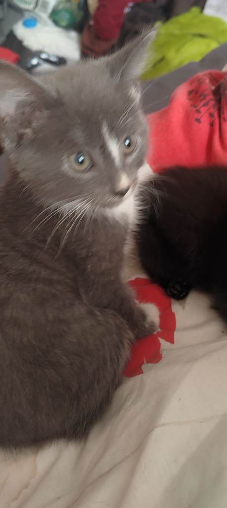 Mum is a blue Russian 