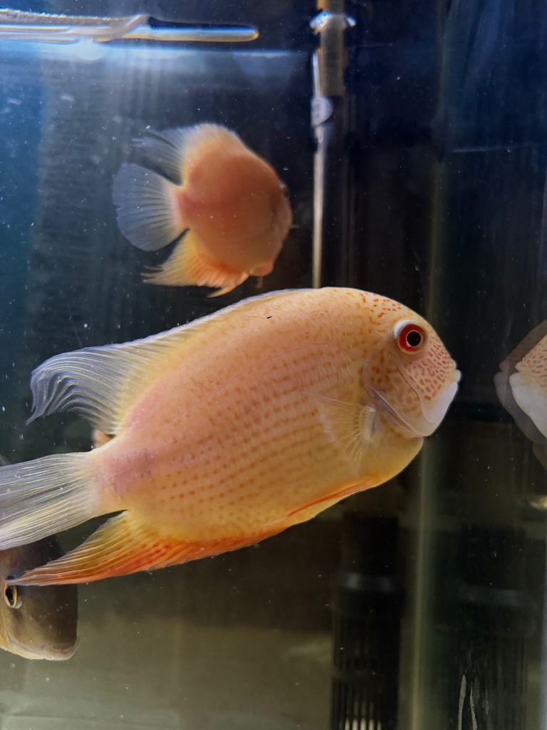 Home Bred Gold Severum Cichlids 5” – Healthy & Well Grown