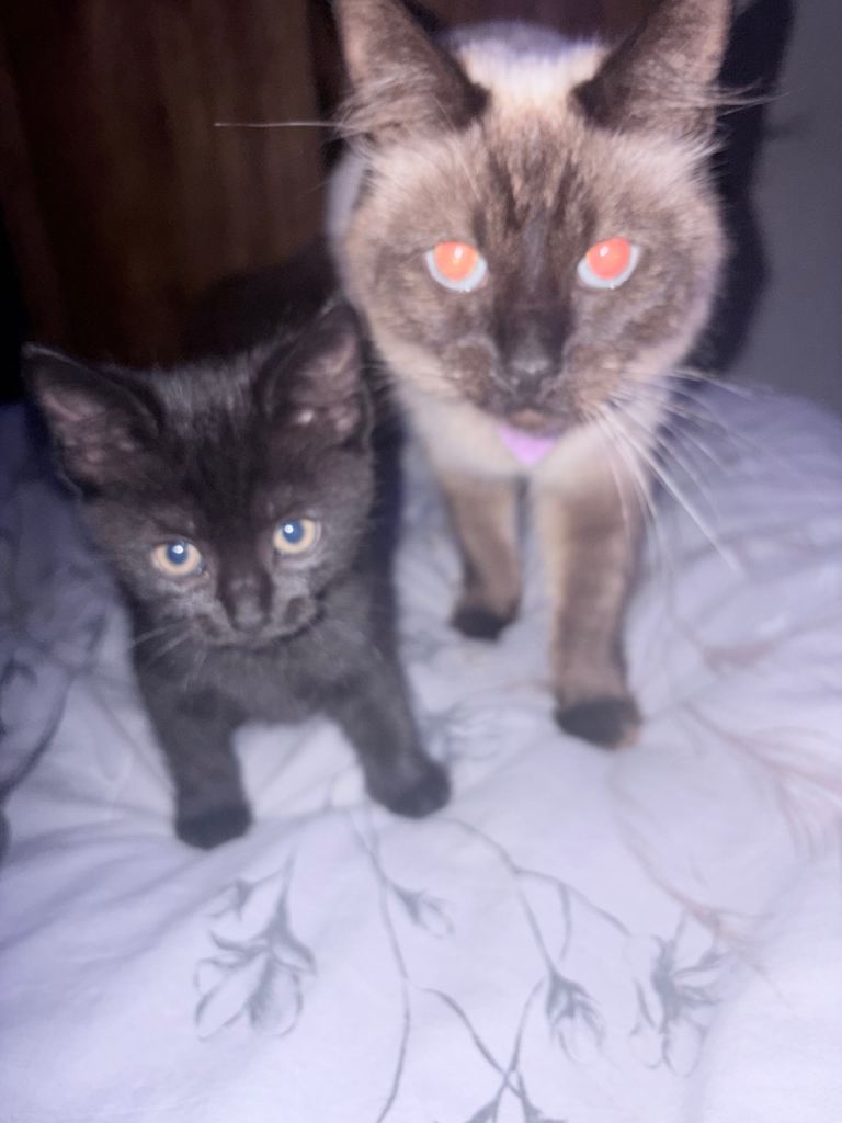 Ragdoll cross kittens 