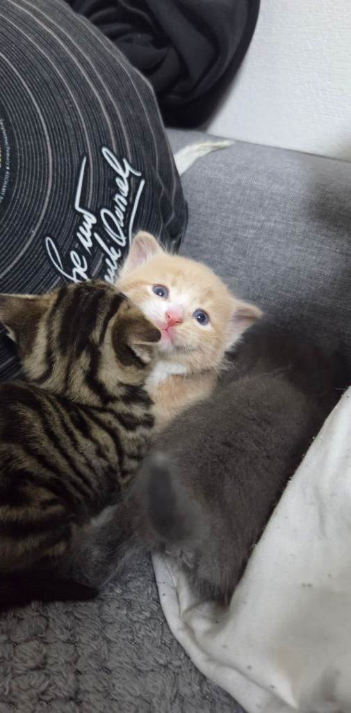 4 Adorable Kittens Ready for Their New Home 