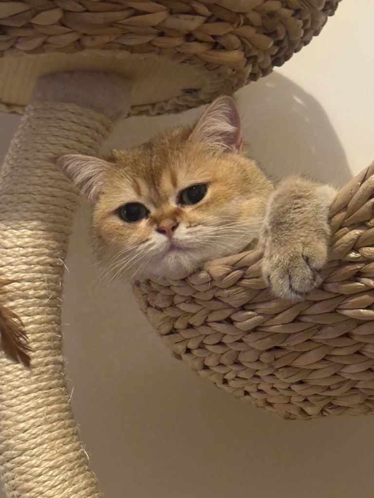 Rare British Shorthair Golden Chinchilla Cat 2yrs
