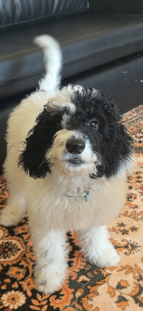 Parti Poodle × Spoodle Puppy