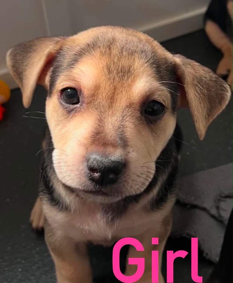 Jack Russell Cross Pocket Bully Puppies