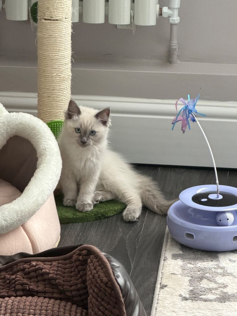 Female ragdoll kitten 10 weeks old