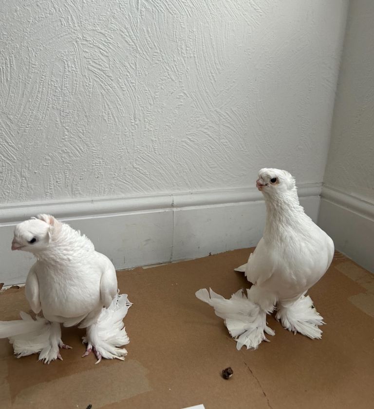 High quality pigeons for sale