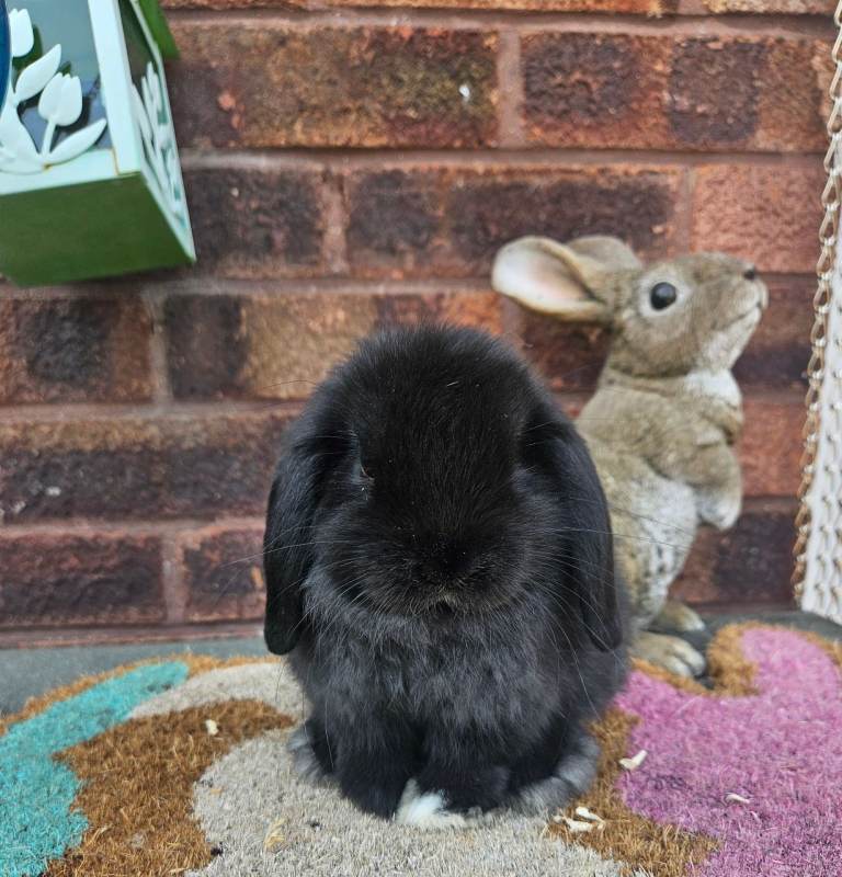 Baby mini lops females available 