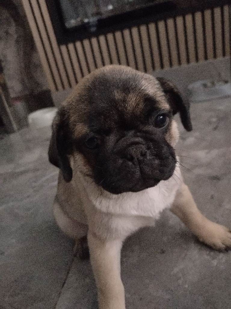 1 boy pug puppy