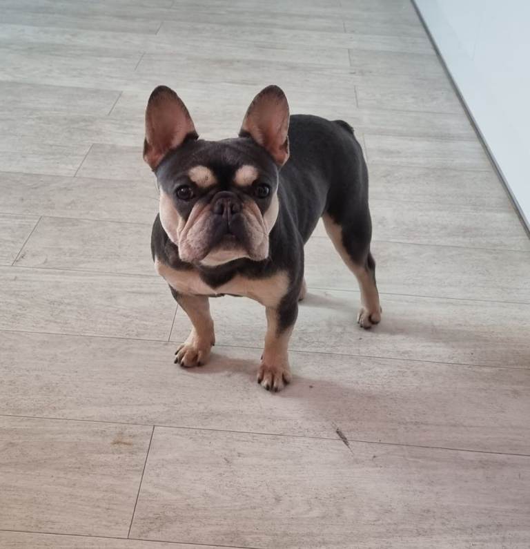 French bulldog female 