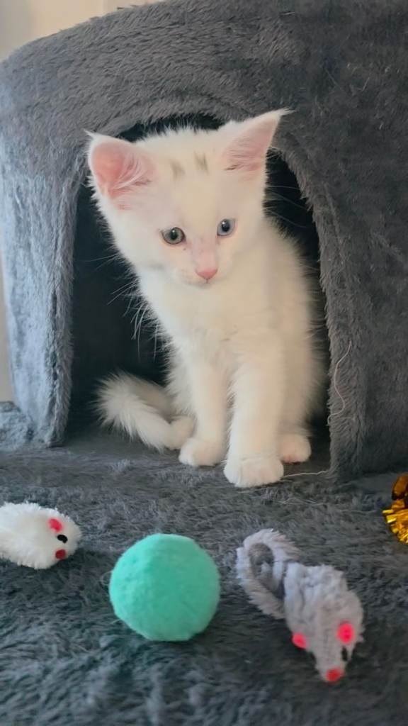 Last female Maine coon kitten