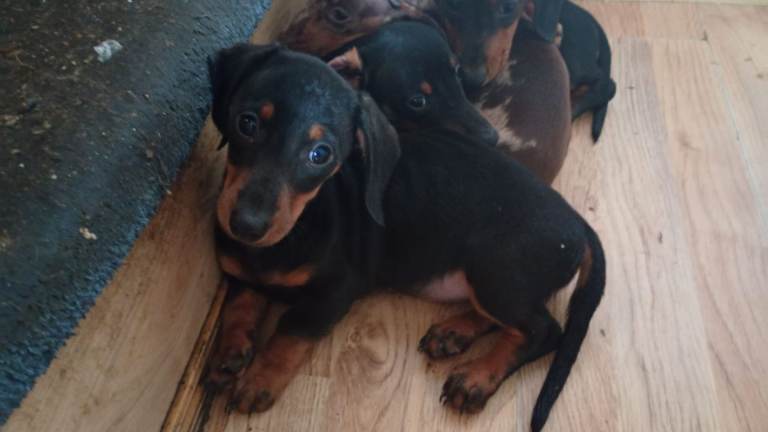 Dachshund puppies 
