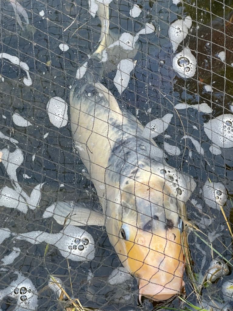 4 large Koi Karp and gold fish need a new home 