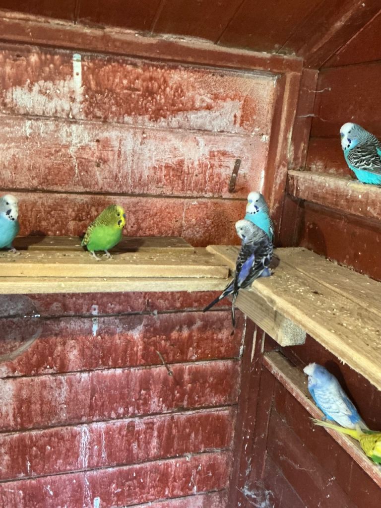Budgies for sale