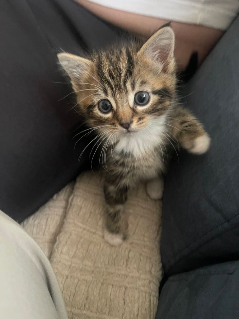 Kitten