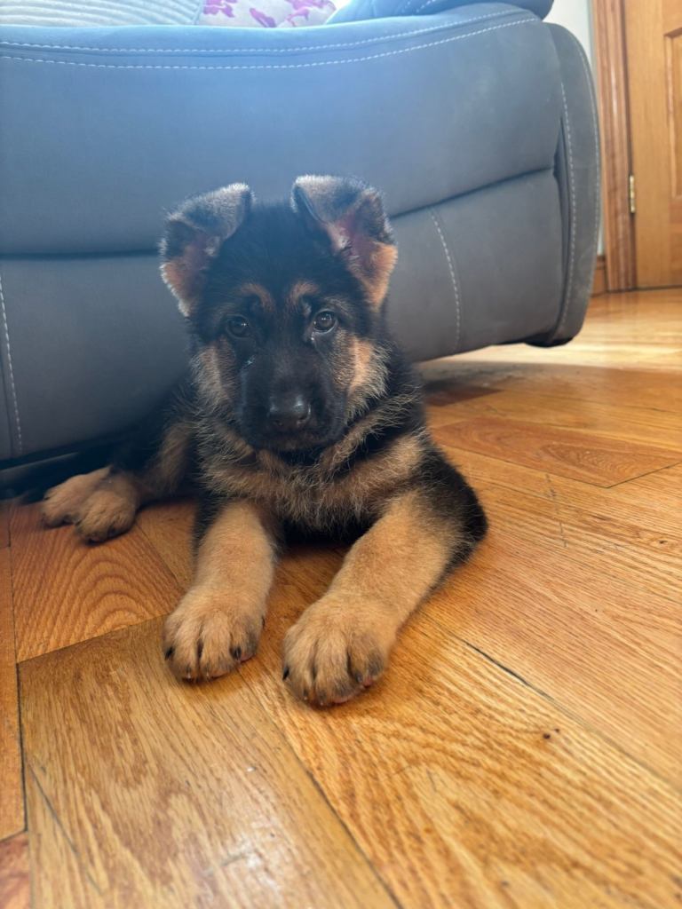 Top qaulity German shepherd pups 