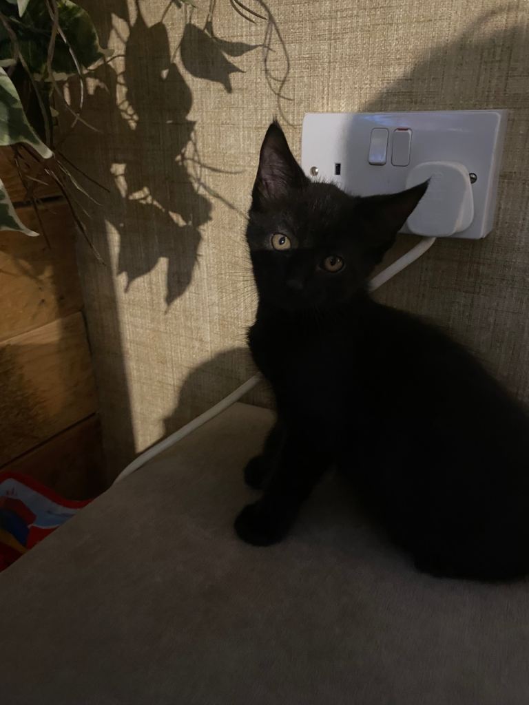 I have 1 black beautiful male kitten for sale.