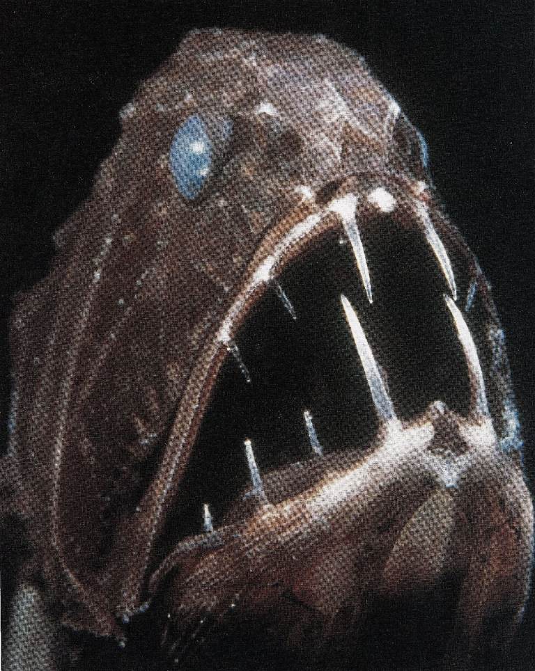 16 Framed original Book Print of AN ANGLER FISH