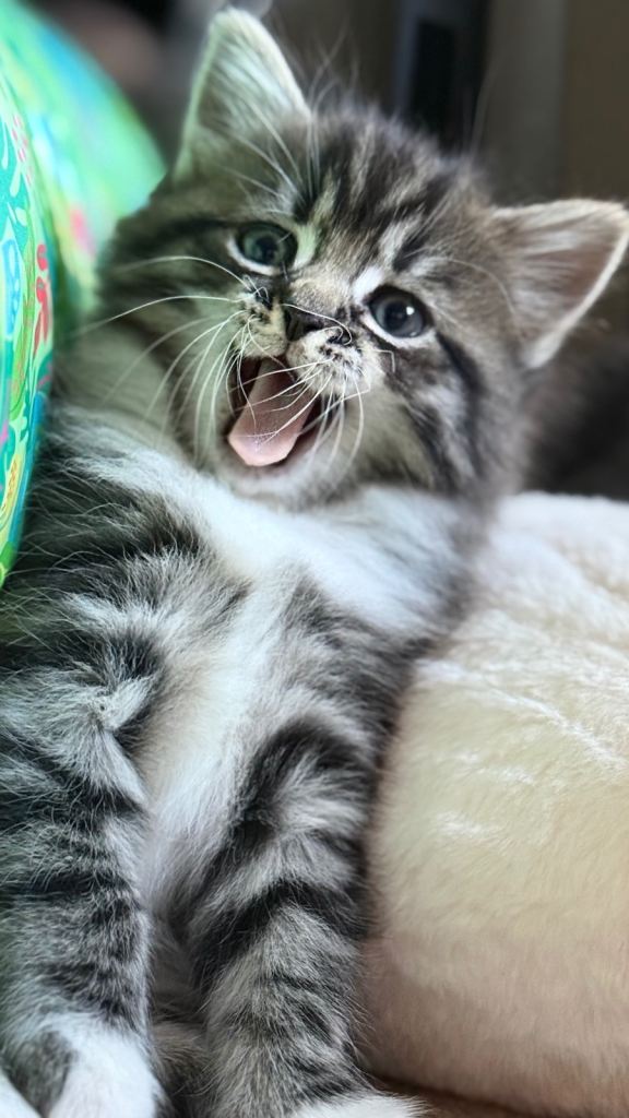 Persian Ragdoll mix kittens - dog and child proof